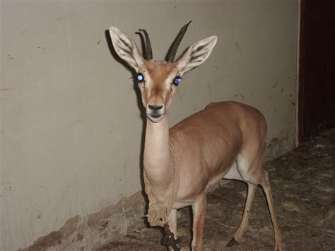 Find the best All Items in Karachi. . Chinkara deer for sale in pakistan olx